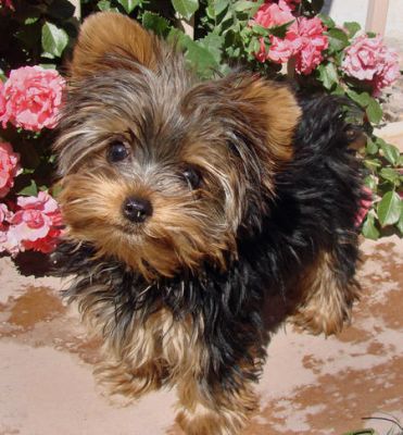 CUTE AND ADORABLE TEA CUP YORKIE PUPPIES FOR ADOPTION..