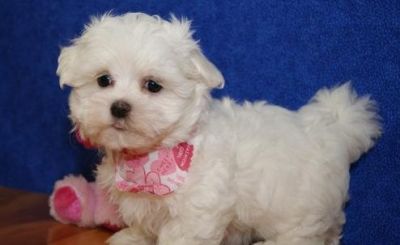 Show and Pet Quality Maltese Puppies.
