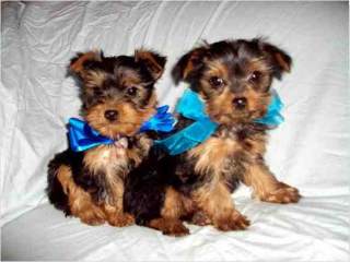 Free Male and Female Teacup Yorkie Puppies For Free Adoption