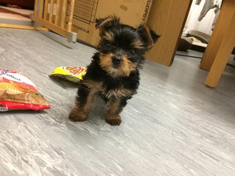 Sired Champion Yorkie's Puppies For Sale .