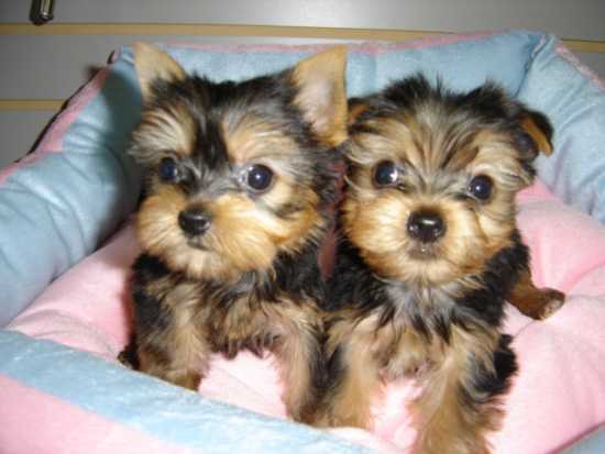 Cute Teacup Yorkie Puppies Available