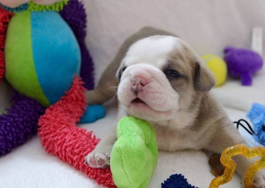 Female English Bulldog puppies Available