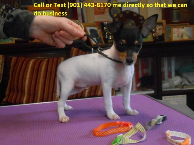 Kc Reg Wire Fox Terrier Puppy Kc Assured Breeder