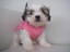 SHIH TZU PUPPIES for sale..