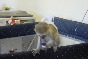 Charming Capuchin Monkeys for Adoption