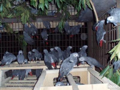 African Grey Parrots and Eggs for sale
