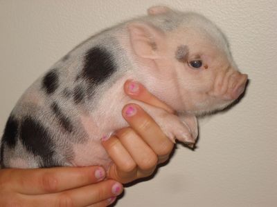 Micro Mini Pigs