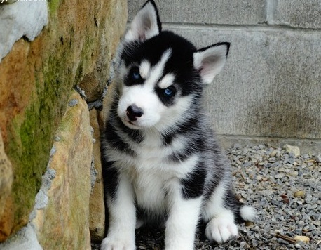 Cute and Charming Siberian Husky Now Available 