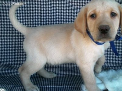 Male and female Labrador retriever puppies for rehoming.