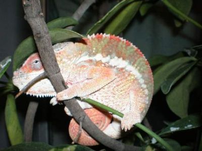 ~~~Baby Chameleons & Bearded Dragons~~~ 