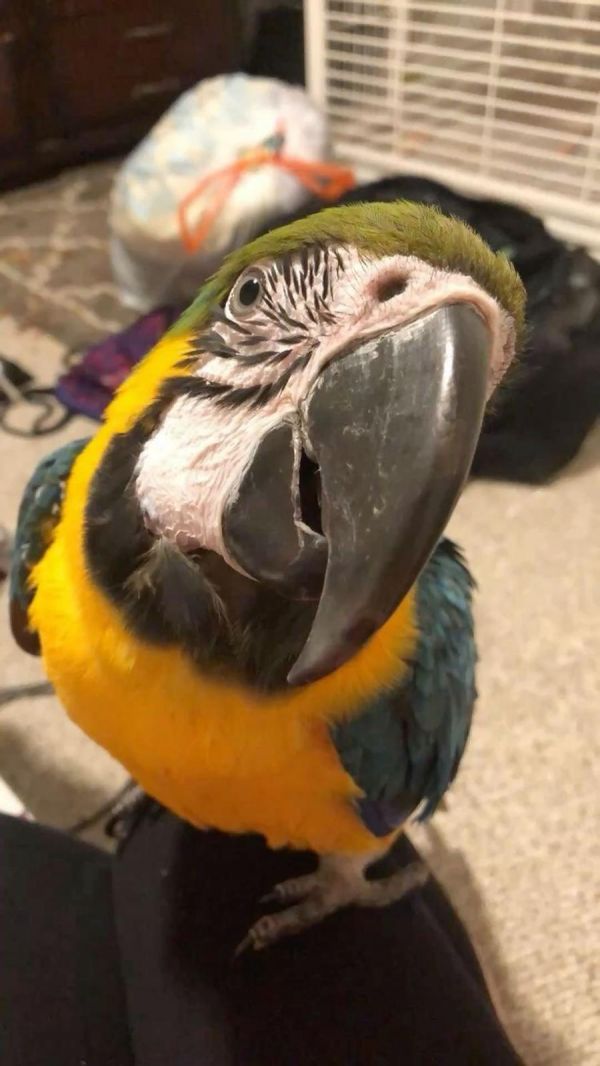 Tame ara arouana macaw available for rehoming.