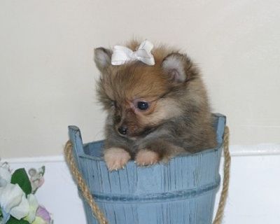 Adopt my love Pomeranian