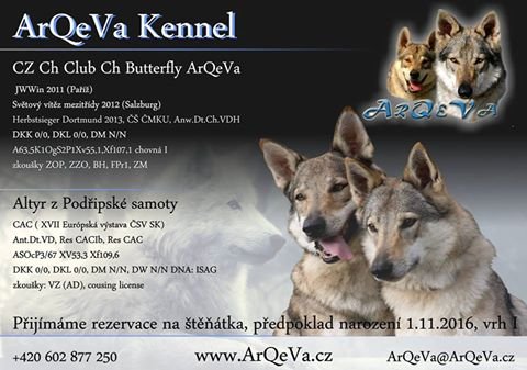 Czechoslovakian Wolfdog with pedigree