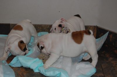 Male and female English Bulldog Puppies for Adoption  .