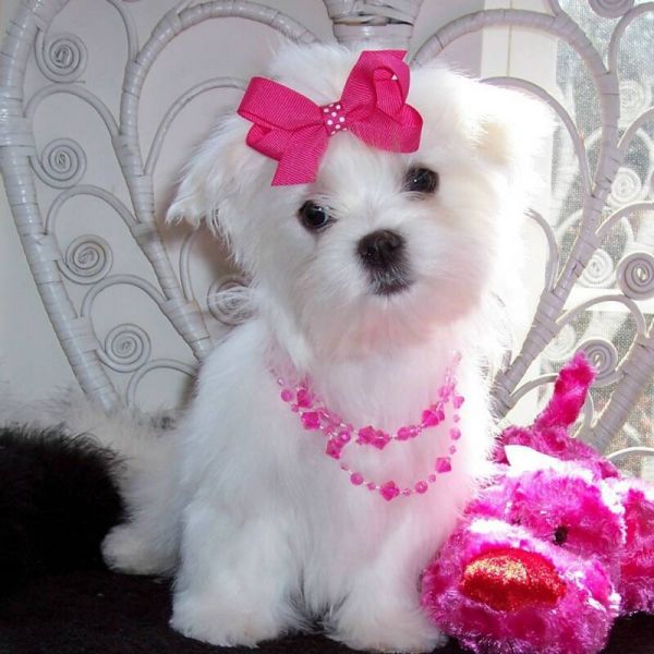 cute and adorable home trained Maltese puppies.