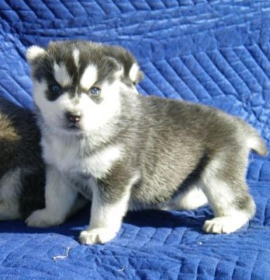 AKC Registered Precious Siberian Husky Puppies for free adoption  !!