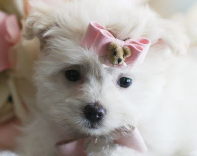 Tea cup male and female maltese puppies for adoption