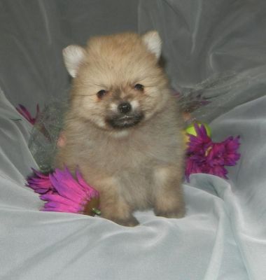 SUPER Cute Pomeranian puppies available 