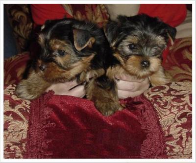 Teacup Yorkie Puppies for Adoption Classified Ad