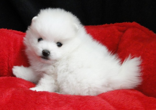 Little White Pomeranian Puppies 