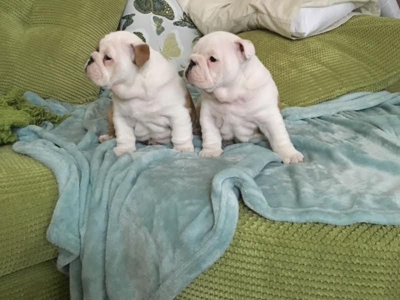 English Bulldog Puppies(832) 843-9493