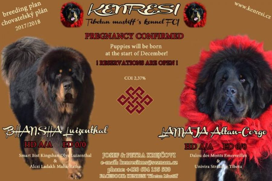Tibetan Mastiff (Do Khyi)