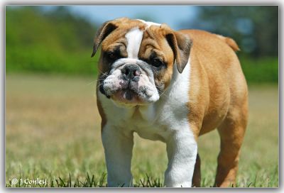 WELL TRAINED ENGLISH BULLDOG PUPPIES READY FOR NEW HOME