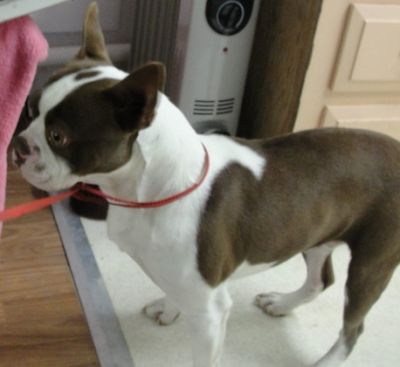 Our boston terrier puppies are for sale