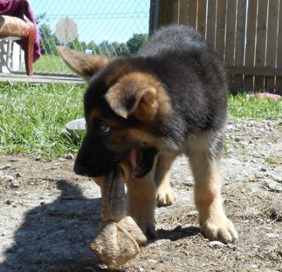  German Shepherd Dog Puppies For Sale