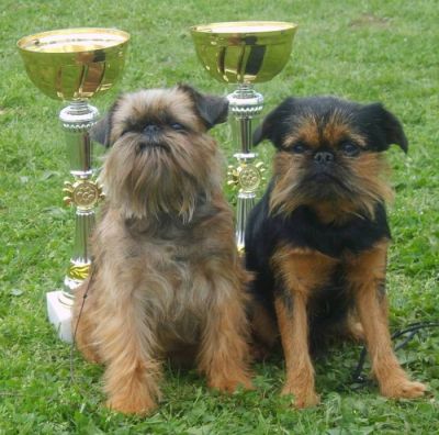 Puppies of Griffons and Brabancons