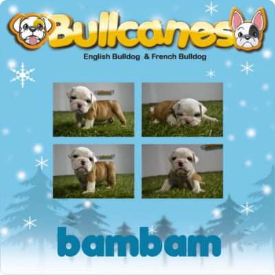 The best bulldog puppies for christmas!!!! for sale BULLCANES