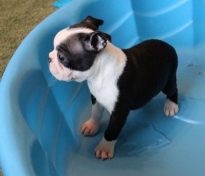 BostonTerrier puppies , 100% pure breed, 11weeks old