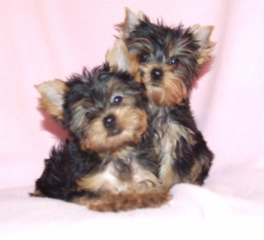 !!~~Three Beautiful Yorkie Puppies for adoption