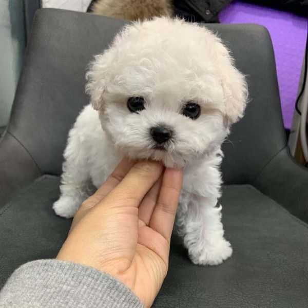 Bichon frise puppies for sale
