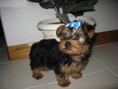 TeaCup Yorkie puppies for Loving Homes 