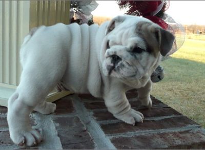 ajaja  Bulldog puppies for sale