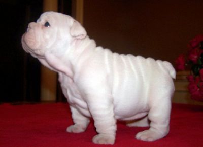   White English Bulldog puppy for Adoption!!!