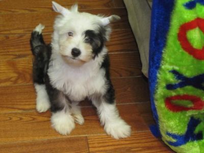 CHINESE CRESTED CHIEN CHINOIS A CRETE