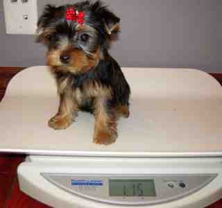 2 Adorable Yorkie puppies For Adoption.