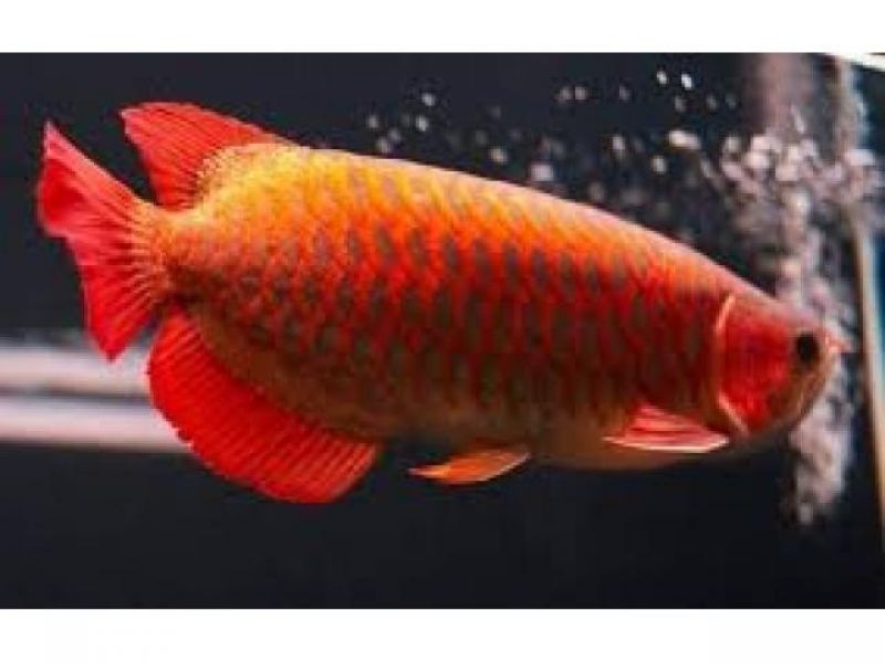 Super Red , Asian Red , Chili Red Arowana Fish For Sale We have available and Supply top quality Gra
