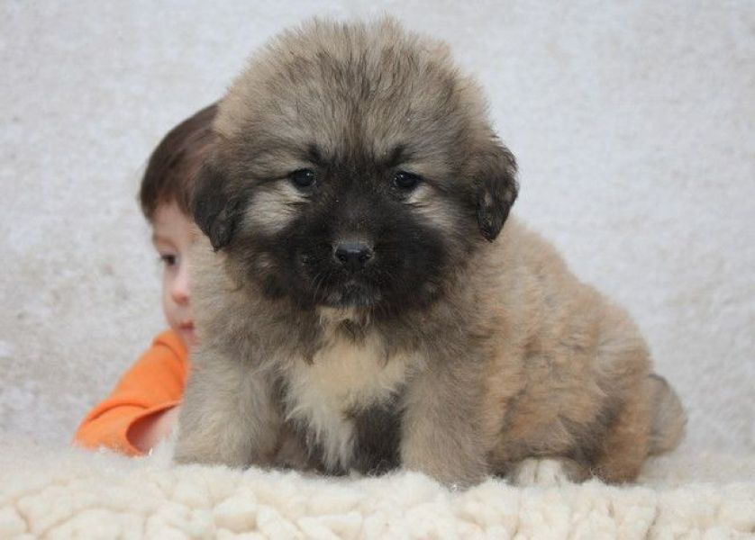 Caucasian Shepherd dog - pupps FCI pedigree