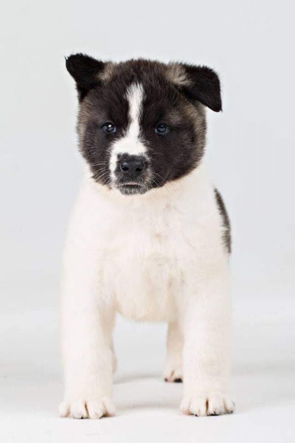 American Akita (FCI)