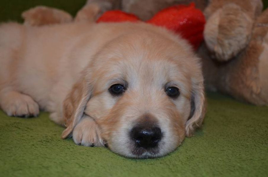 Golden Retriever puppies – available boys