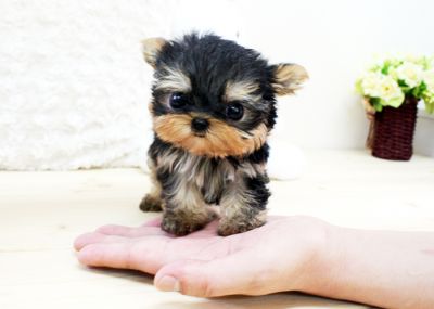 lovely and adorable yorkie puppies for free adoption