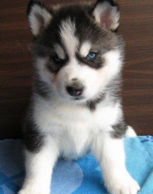 Gorgeous Siberian Husky Puppies for good home