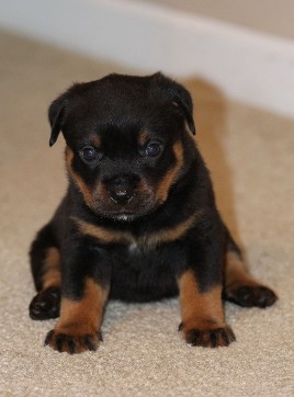 Free black/brown Rottweiler puppies 