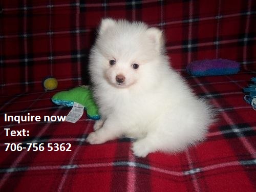Beautiful Pomeranian Puppies Available Now