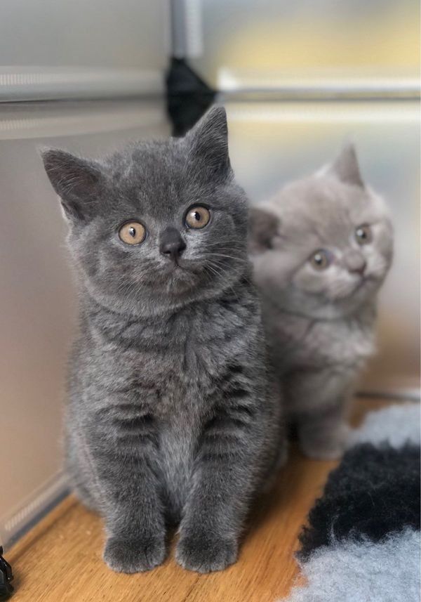 British shorthair 
