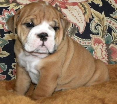 english bull dog puppies for sale 
