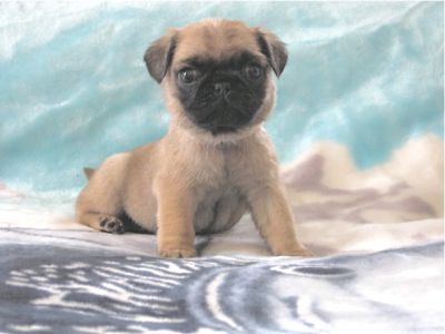 Pug Puppies Purebred CKC Registered $500.00 up